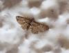 Gymnoscelis rufifasciata